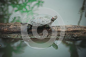 The turtle sitting on timber.