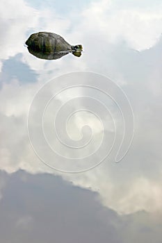 Turtle in the sky