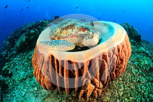 Turtle sleeping in a barrel sponge as divers pass behi