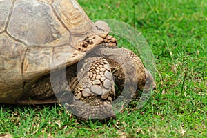 Turtle, Snacking