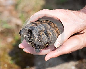 Turtle Snapping turtle photo.  Snapping turtle baby close-up profile view.  Baby snapping turtle on a human hands.  Picture.