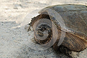 Turtle Snapping turtle photo.  Snapping turtle close-up profile view. Picture.  Portrait.  Image. Photo