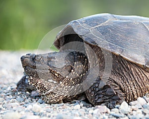 Turtle Snapping turtle photo.  Snapping turtle head close-up profile view