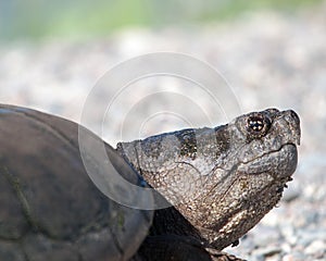 Turtle Snapping turtle photo.  Snapping turtle head close-up profile view