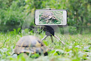 Turtle snaps a selfie.