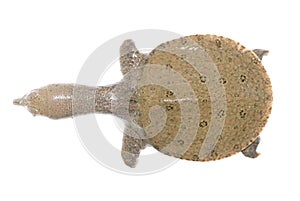 Turtle soft shell animal
