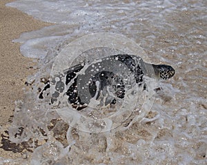 Turtle Splash