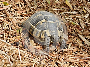A turtle with a spotted shell