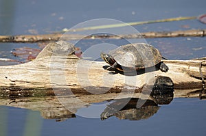 Turtle Stock Photo and Image. Painted Turtle resting on a log with lily water pads and turtle reflection background in its