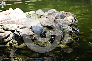 Turtle on a stone in a pond basking in the sun