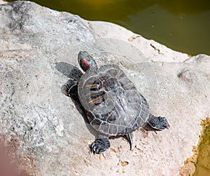 A turtle on a stone is resting sunbathing near a pond