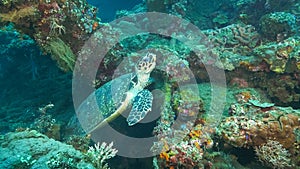 Turtle stops feeding on the usat liberty wreck at tulamben, bali