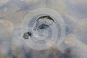 The turtle stuck its head out of the water. Tortoise in the pond