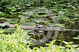 Turtle on a stump in the lily pond