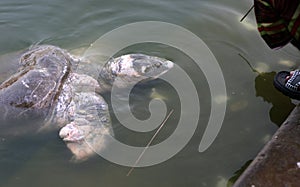 Turtle at a Sufi shrine photo