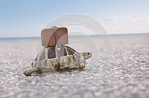 Turtle with suitcase.