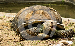 Turtle,Sulcata tortoise, Thailand zoo