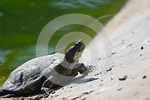 Turtle sun basking on the shore of Pond