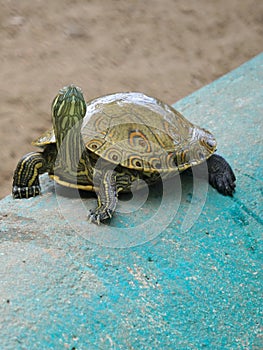 Turtle sunbathing beside the lake