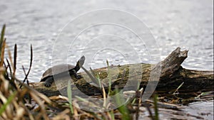 Turtle sunbathing on a log.