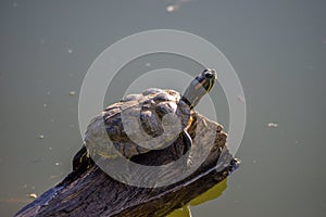 The turtle is sunbathing on an old branch