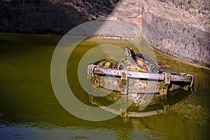 Turtle, sunbathing in park area