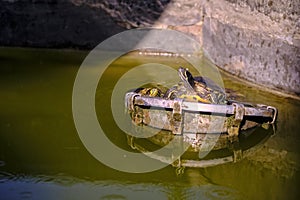 Turtle, sunbathing in park area photo