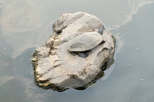 Turtle Sunbathing on Rock