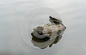 Turtle Sunbathing on Rock