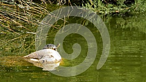 Turtle sunbathing on rock lake