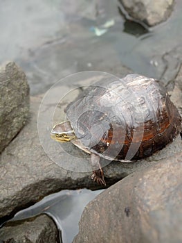 a turtle sunbathing between the rocks of a lake