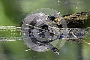 Turtle sunbathing on wooden log.