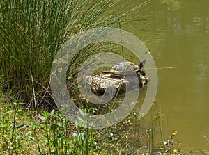 Turtle Sunning