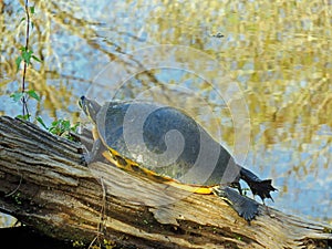 Turtle sunning itself on a log