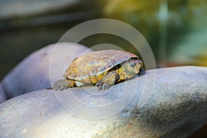 Turtle sunning itself on a rock