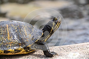 Turtle Sunning on a Log in Pond