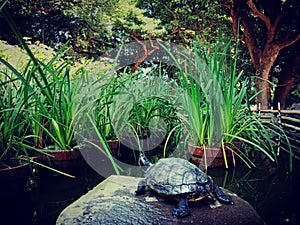 Turtle sunning in park, Japan