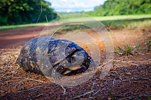 Turtle in Surinam