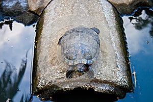 Turtle survival