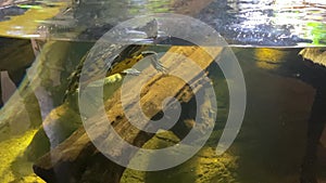 Turtle swimming in aquarium. Concept turtles as pets