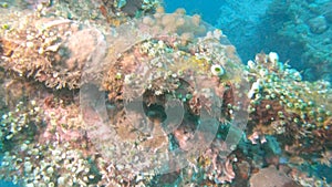 Turtle swimming away from liberty wreck at tulamben on bali