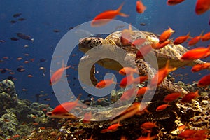 Turtle swimming behind orange fish