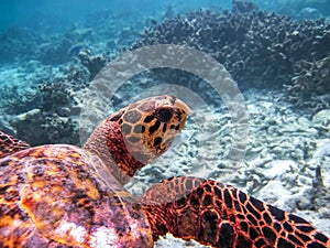 Tortuga nadar en azul Agua. tortuga de cerca 