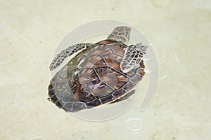 Turtle swimming clean water sunny day into zoo