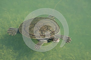 Turtle swimming in deep water
