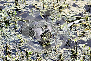 turtle swimming in the Florida swamp