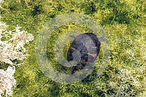 turtle swimming in the Florida swamp