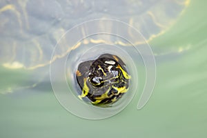 A turtle swimming in a green pond of water