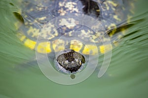 A turtle swimming in a green pond of water