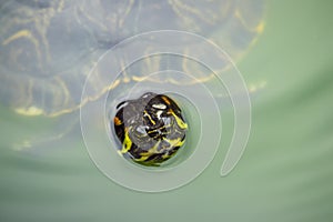 A turtle swimming in a green pond of water